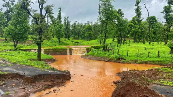 Serene Ormanı Bulutlu bir günde yemyeşil ve akan şelaleler arasında