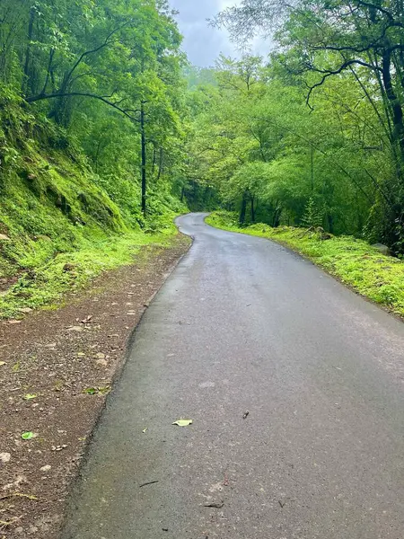 Serene Viding Yolu Çevrili canlı yeşil ormanlarla Bulutlu bir günde