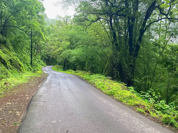 Dalgalı Yeşil Ağaçların Arasında Dalgalanan Yemyeşil Orman Yolu Sisli bir günde