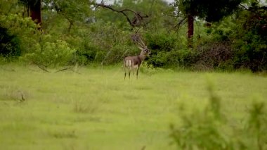 İki Blackbucks (Antilope cervicapra) Hint otlaklarında otlarken, sürekli olarak hareket için çevrelerini tararlar..