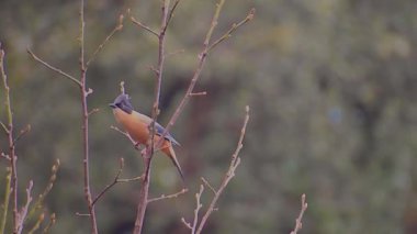 Bir çift Rufous Sibias (Heterophasia capistrata) orman tepe örtüsünden ahenkli bir şekilde şarkı söyler, onların melodik sesleri ağaçlık bölgede yankılanır..