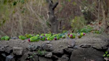 Büyük bir grup erik başlı muhabbet kuşu (Psittacula siyanocephala) aktif olarak orman zemininde tohum ararlar ve birbirleriyle etkileşime geçerler..