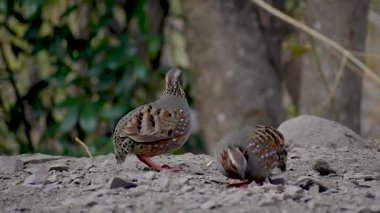 Bir çift Rufous-Gırtlak Partridge (Arborophila rufogularis) Himalaya ormanında tohum aramak ve nazikçe seslendirmek için yavaş hareket eder..