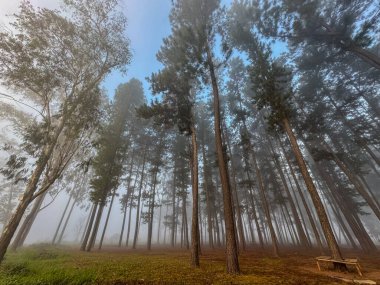Araku Vadisi 'nde puslu bir sabah ormanı, Andhra Pradesh, sisli atmosferden süzülen yumuşak ışıkla gökyüzüne doğru uzanan uzun çam ağaçlarına ev sahipliği yapıyor..