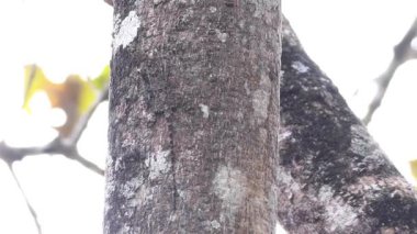 Hint Uçan Kertenkele (Draco dussumieri), Hindistan 'ın Batı Ghat' lerindeki bir ağaç gövdesine tutunurken, tropikal bir ormanda doğal kamuflaj kullanarak çevresine karışırken neredeyse görünmezdir..