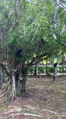 Gözlüklü Langurlar olarak da bilinen Çoklu Dusky Leaf Langurs (Trachypithecus obscurus), Malezya 'nın Langkawi kentindeki orman tepe örtüsünde hareket ederken, tırmanırken ve dinlenirken görülmektedir..