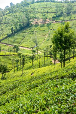 Güneşli bir günde, Valparai, Tamil Nadu 'daki geniş yeşil çay tarlaları, parlak bir gökyüzünün altında, canlı bitki örtüsü, yuvarlanan tepeler ve dağınık ağaçlar sergiliyor..