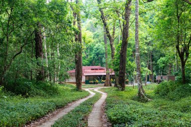 Yoğun, yeşil bir ormanın içinden geçen dolambaçlı bir yol Valparai, Tamil Nadu, Batı Ghat 'teki büyüleyici kırmızı çatılı bir eve çıkıyor..