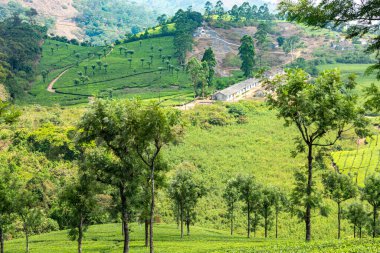 Dolu yeşil çay tarlaları Valparai, Tamil Nadu 'da, Batı Ghat' leri ile çevrili. Yumuşak gün ışığı altında ağaçlarla ve dağınık kulübelerle sakin bir kırsal alan..