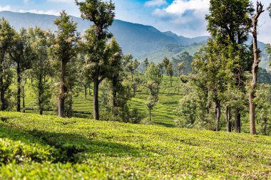 Bereketli yeşil çay tarlaları Valparai, Tamil Nadu 'nun kayan tepelerine yayıldı, yüksek ağaçlar ve berrak mavi gökyüzünün altındaki uzak dağ sıraları..