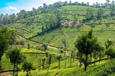 Valparai, Tamil Nadu 'daki yuvarlak tepelerde geniş yeşil çay tarlaları. Ağaçlar ve mavi gökyüzüyle çevrili bu resim gibi manzara Batı Ghatları 'nın içinde yatıyor..