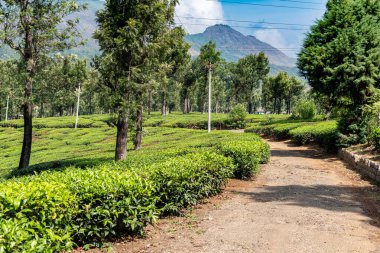 Valparai, Tamil Nadu 'daki yemyeşil çay tarlaları boyunca uzanan sakin toprak bir patika. Arka planda yükselen ağaçlar ve Batı Ghat' leri var..