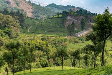Valparai, Tamil Nadu 'nun kayan tepelerinde bulunan yemyeşil çay tarlalarının manzarası dağınık ağaçlar ve berrak gökyüzü..
