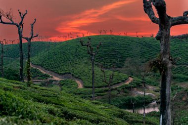 Valparai, Tamil Nadu 'daki bereketli çay çiftliklerinin büyüleyici manzarası, kıvrımlı yolları ve dingin tepeleriyle canlı bir günbatımının ılık renkleriyle yıkandı..