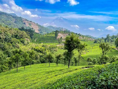 Valparai 'deki geniş çay tarlaları, Tamil Nadu, Batı Ghat' larına yerleşmiş. Parlak yeşillik, mavi gökyüzü ve dalgalı arazi resimli bir manzara yaratır..