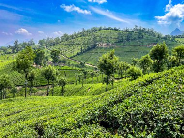 Geniş yeşil çay tarlaları, Valparai, Tamil Nadu 'da manzaralı Batı Ghat' lerine yerleşmiş, mavi bir gökyüzünün altında yuvarlanan tepeler boyunca uzanır..