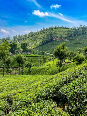 Valparai, Tamil Nadu 'daki geniş çay tarlaları, Batı Ghat' lerinin yemyeşil yeşillikleriyle çevrili, canlı mavi gökyüzünün altında yuvarlanan tepeler boyunca uzanır..