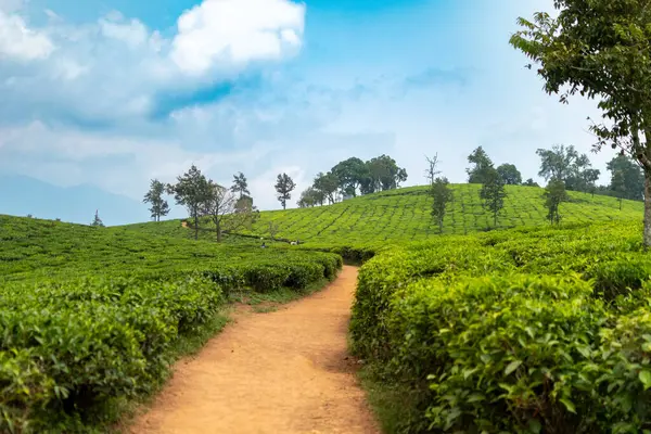 Dolu yeşil çay tarlalarıyla çevrili dolambaçlı bir toprak yol parçalı bulutlu bir gökyüzünün altında Tamil Nadu 'nun sakin Valparai tepelerinde, Batı Ghat' larında.