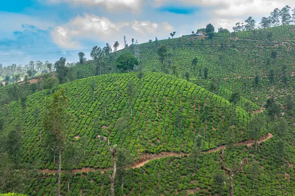 Geniş, yemyeşil çay tarlaları Valparai 'nin kayan tepelerini süslüyor, Tamil Nadu, Batı Ghat' larında, dağınık ağaçlar ve parçalı bulutlu gökyüzü..