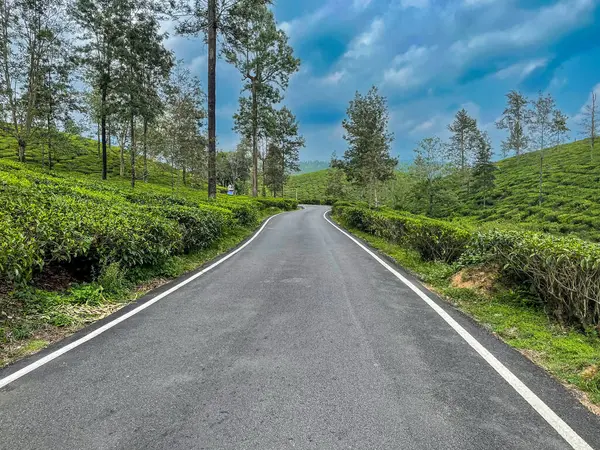 Resimli bir yol Valparai, Tamil Nadu 'daki canlı çay tarlalarının arasından geçiyor, yeşil yeşil ve uzun ağaçlarla çevrili, canlı mavi bir gökyüzü altında..