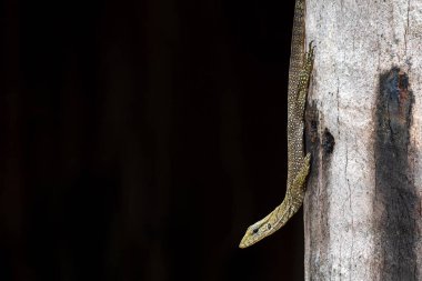 Bir monitör kertenkele Langkawi 'nin gür ormanında engebeli bir ağaç gövdesine nazikçe tutunuyor. Dokulu pulları doğal çevreyle harmanlanarak koyu arkaplana karşı çarpıcı bir kontrast oluşturuyor..