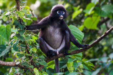 Belirgin beyaz göz bantları olan esmer bir yaprak langur Langkawi 'nin canlı tropikal ormanının ortasındaki yapraklı bir dala tünemiş ve rahat duruşunu ve doğal çevresini sergiliyor..