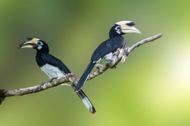 Langkawi 'de yumuşak yeşil bir zemin üzerine tünemiş iki Doğulu Pied Hornbills çarpıcı siyah beyaz tüylerini vurguluyor..