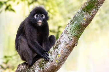 Karamsar yaprak maymunu (gözlüklü langur) parlak siyah kürklü, Malezya 'nın Langkawi kentinin gür ormanlarında, yumuşak doğal ışık ve dingin yeşillikle çevrili yosunlu bir ağaç dalında dikkatle oturur..