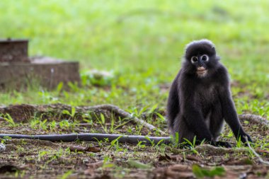 Koyu renkli bir yaprak langur Langkawi 'deki yemyeşil çimlerin üzerinde gün ışığında canlı bir doğal ormanla çevrili bir şekilde oturmaktadır..