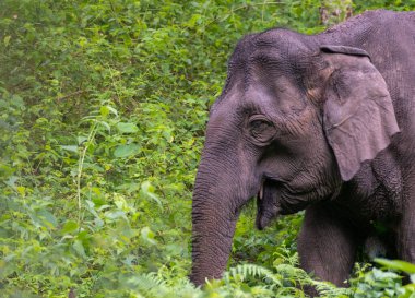 Yetişkin bir fil, BR Hills Tiger Reserve 'deki yoğun yeşil bitki örtüsünün ortasında huzur içinde bitkilerle besleniyor ve bu dingin ormanın zengin biyolojik çeşitliliğini gösteriyor..