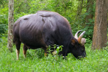 Yalnız bir Hint Bizonu (gaur) BR Hills Tiger Reserve 'in canlı yeşillikleri arasında huzur içinde otlar. Ormanın yoğun yeşillikleri, Gaur 'un güçlü fiziğini ve doğal yaşam alanını vurgular..
