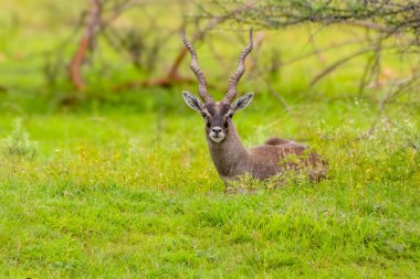 Sarmal boynuzları olan yalnız bir blackbuck doğal çalılarla çevrili canlı yeşil bir çayırda huzur içinde yatar. Zarafetini ve sakinliğini ön plana çıkarır..