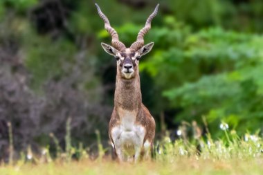 Görkemli bir blackbuck zarif bir şekilde duruyor, yemyeşil bir alanda ileriye bakıyor. Çarpıcı sarmal boynuzları ve zarif duruşu huzurlu doğal ortamı güçlendirir..