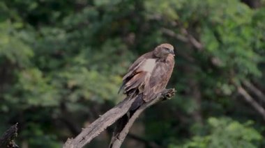 Siyah Uçurtma (Milvus migrans), bir dalın üzerinde sakince, kavisli gagasını ve tetikte duruşunu göstererek, Hint ormanlarındaki uygunluğunu ve varlığını vurgular..
