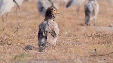 Bir Mısırlı Akbaba (Neophron percnopterus), kara kafalı Ibis ve diğer akbabalar ile birlikte kurak çöl arka planında görünür bir şekilde yerde durur..