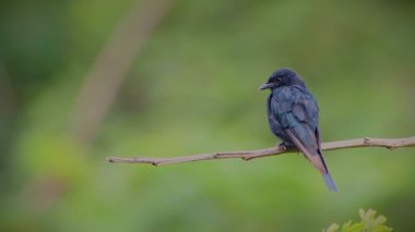 Bir Kara Drongo (Dicrurus makrocercus) sırtını izleyiciye dönük olarak tünemiş, başını hafifçe ovalıyor veya kaşıyor, eşsiz davranışını ve koyu tüylerini sakin bir anda sergiliyor..