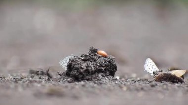 Zebra Mavi Kelebekleri (Leptotes plinius) nemli zeminde toplanır ve çamur birikintilerine karışır, toprak yüzeyindeki besin ve mineralleri emerler..