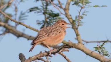 Bir Jerdons Bushlark (Mirafra affinis) dikenli bir dalda sessizce oturur, tüylerini ve doğal çalı habitatındaki duruşunu net bir şekilde gösterir..