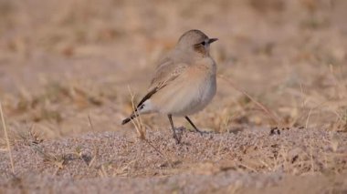 Isabelline Wheatear (Oenanthe isabellina), Rajasthan Çölü Ulusal Parkı 'ndaki karıncalarla aktif olarak besleniyor, açık arazide sıçrıyor, böceksi kuş davranışlarını vurguluyor..