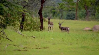 Bir çift Blackbucks (Antilope cervicapra) açık arazide sakince otlar ve doğal doğal davranışlarını doğal ortamlarında gösterir..