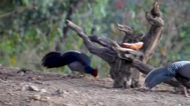 Dört Kalij sülününden (Lophura leucomelanos) oluşan bir grup Kumaon ormanında dolaşır ve doğal aralıklarında birbirleriyle iletişim kurarlar..