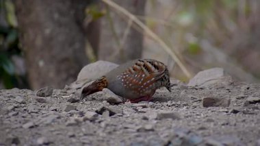 Bir Rufous-Gırtlak Partridge (Arborophila rufogularis), tohum ararken ara sıra ses çıkarmak için Himalayalar 'ın orman zemininde dolaşır..