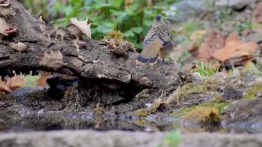 Bir Rufous-chinned Laughingthrush (Ianthocincla rufogularis) Himalayalar 'ın orman zemininde canlı hareketlerle yiyecek arayarak devrilmiş bir ağacı keşfeder..