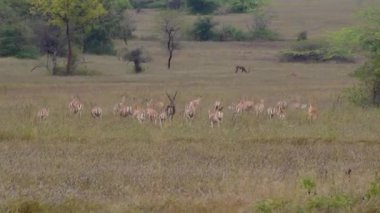 Büyük bir Blackbucks sürüsü (Antilope cervicapra) açık orman arazisinde hızla koşarken, birlikte kaçarken arkadan yakalanır..