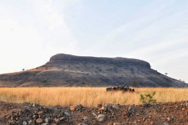 Geniş çayırlar ve Kiraksal 'ın ikonik Masa Tepesi Dağı Maharashtra, Batı Ghat' leri manzaralı bir zemin oluşturuyor..