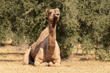 Bir deve, Rajasthan Çölü 'nün Thar Çölü' nde bir ağacın gölgesinde rahatça boynunu uzatarak rahatça oturur..