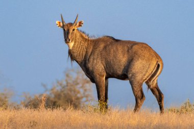 Uyanık bir erkek Nilgai, ya da Mavi Boğa, geniş bir mavi gökyüzünün arkaplanına karşı duruyor, etrafını dikkatlice inceliyor. Güçlü duruşu ve keskin bakışları vahşi doğada hayatta kalmak için gereken farkındalığı yansıtıyor..