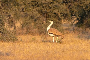 Büyük Hint Bustard 'ının çarpıcı bir görüntüsü Rajasthan' ın kurak manzarasına karşı dimdik ayakta duruyor. Bu muhteşem kuş Hindistan 'ın en nadir bulunan türlerinden biridir..
