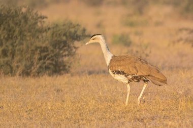 Büyük Hint Bustard, Hindistan 'ın hızla azalan çayır türlerinin bir sembolü olan Rajasthan' ın vahşi doğasında dimdik ayakta duruyor. Bu resim kraliyet statüsünü ve eşsiz özelliklerini vurgular.