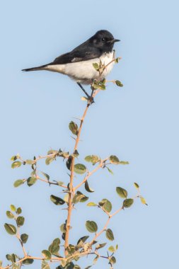 Değişken Wheatear 'ın çarpıcı erkek Picata şekli, bir kayanın üzerinde tünemiş siyah ve beyaz tüylerini sergiliyor..